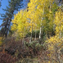 Janet Pegnam - Designated Broker in Greer, AZ