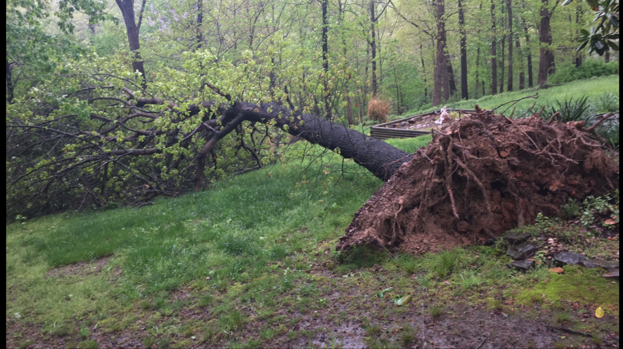 Lombard Tree Servive in Rogers, AR