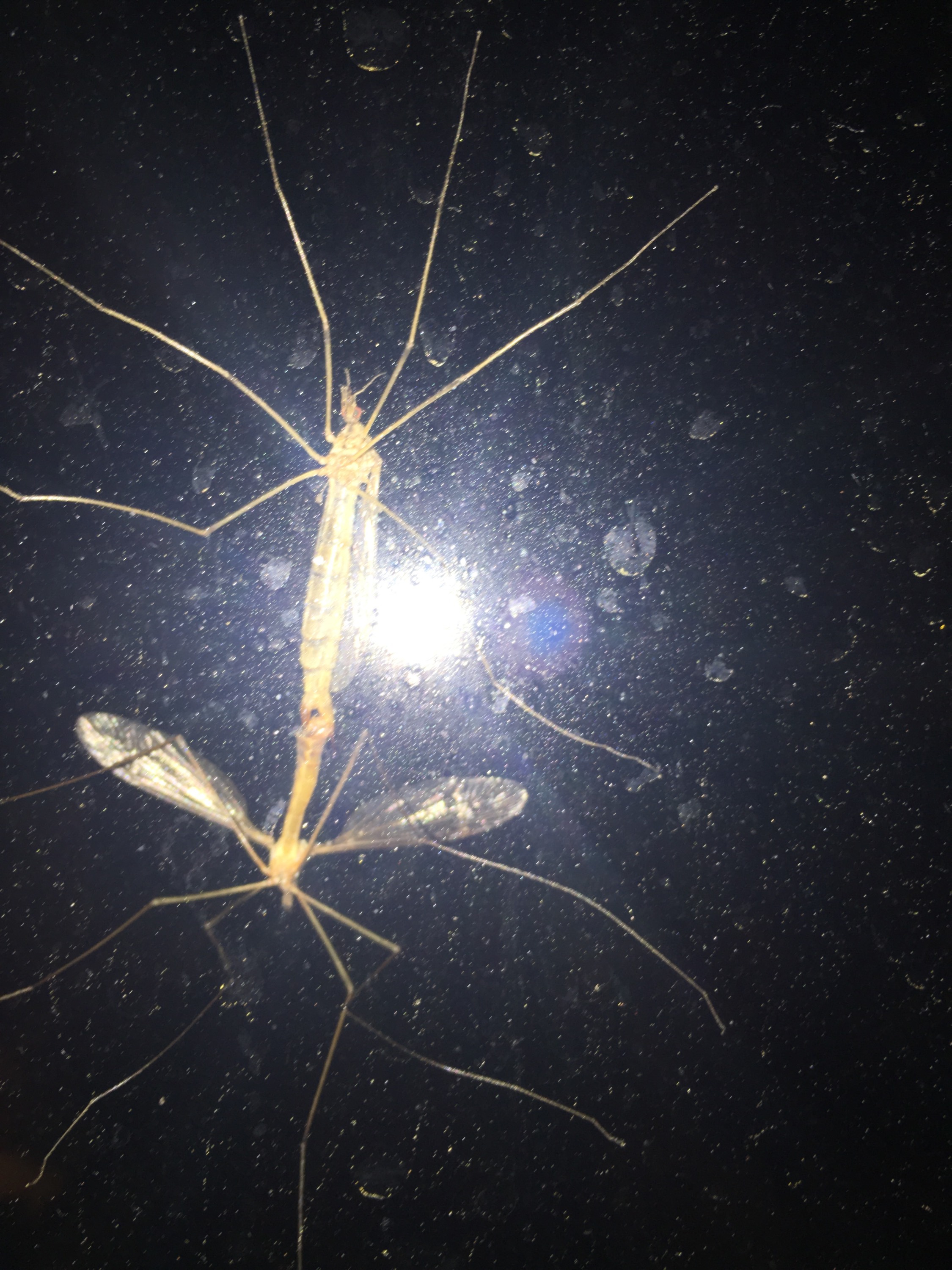 Pest Patrol in Bowie, MD