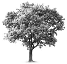 Evolve Tree Experts in Denver, CO