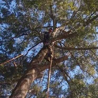 Trenton Tree Surgeons in Bell, FL