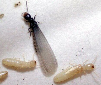 Spectrum Environmental Pest Control in Ventura, CA
