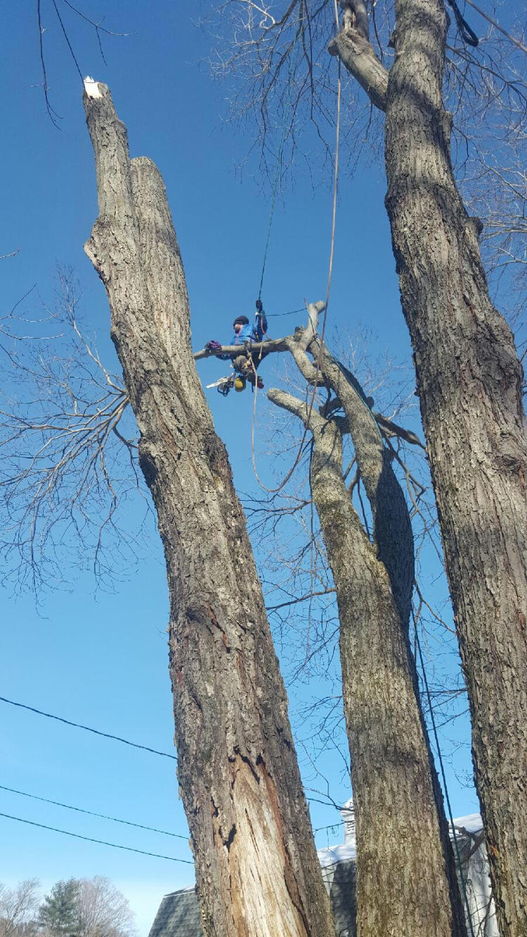 Coghlan Tree Company in Newington, CT
