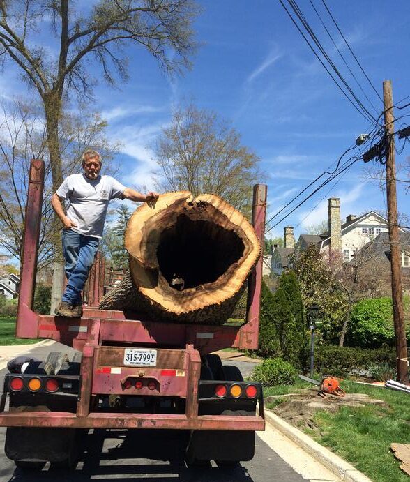 Butler Tree Service in Point Of Rocks, MD