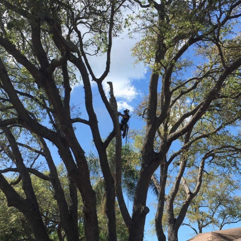 Flawless Arborist in Clearwater, FL