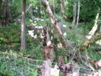 Cloverdale Ranch Inc Dba Healing Hooves in Edwall, WA