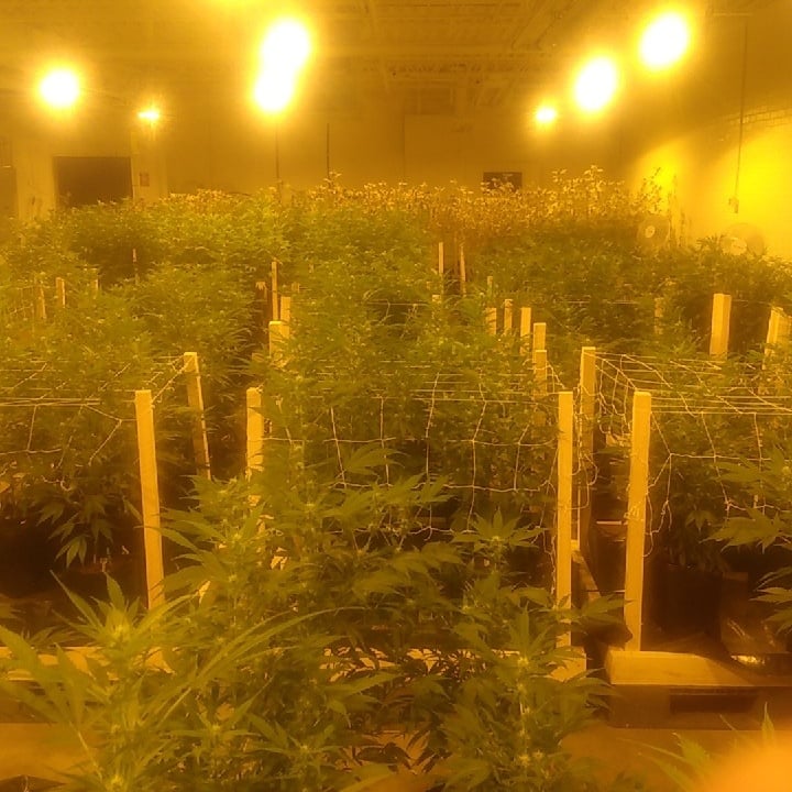 Virginia Cultivars LLC in Hillsville, VA