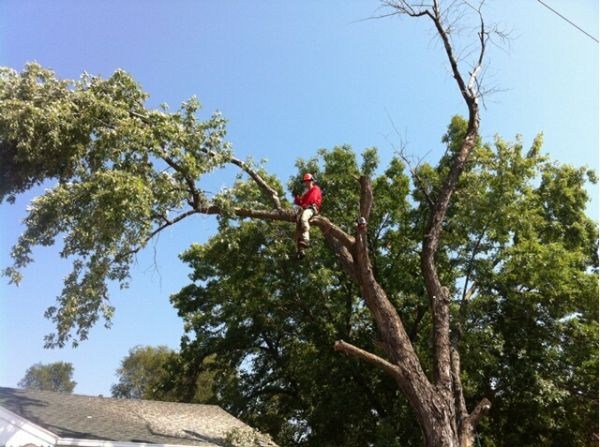 Jake's Top Notch Tree Service LLC - Outdoor & Landscaping Reviews in ...