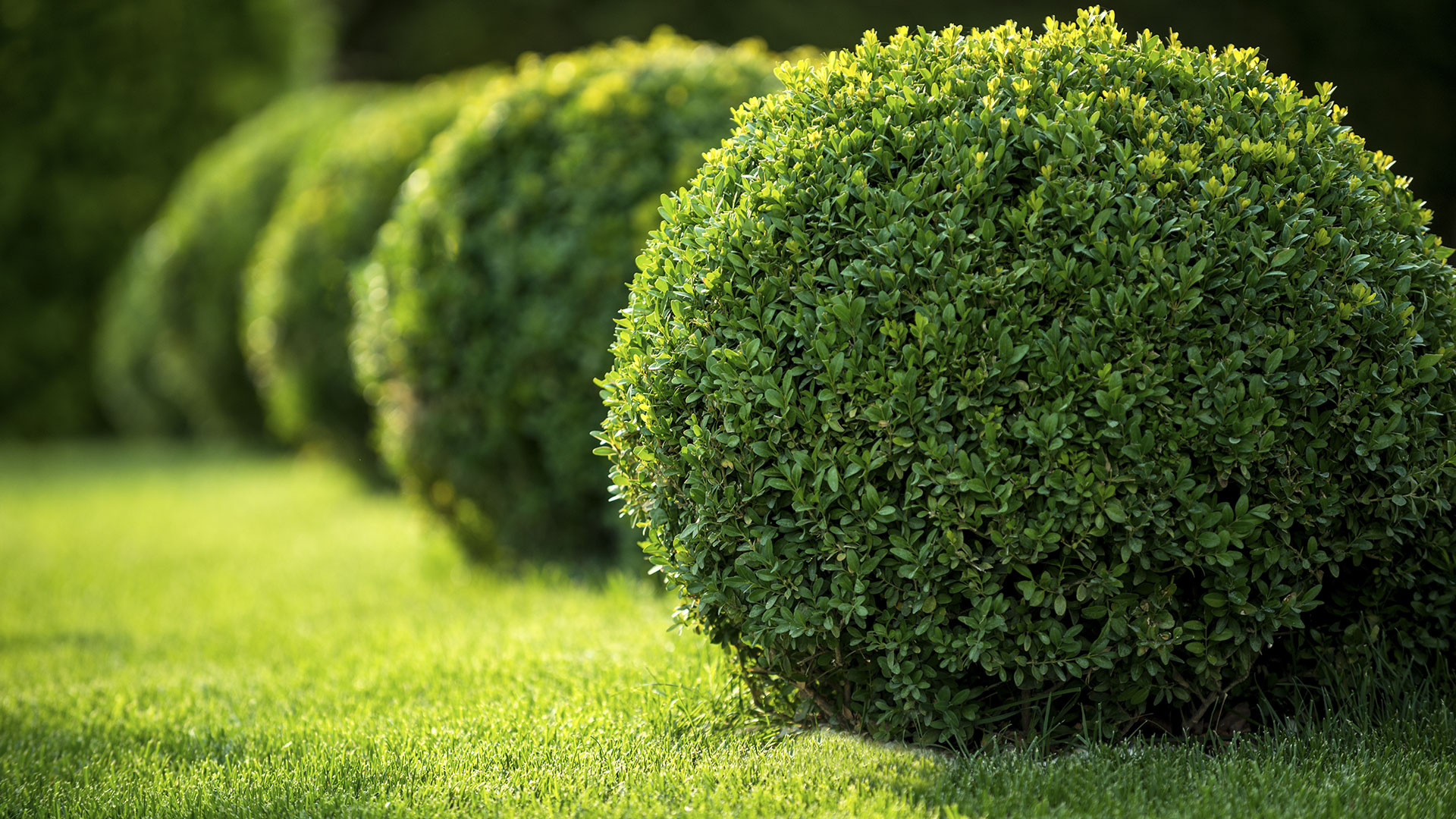 Superior Scapes Landscaping LLC in Decatur, GA