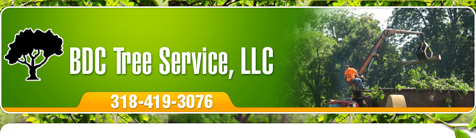 BDC Tree Service in Deville, LA