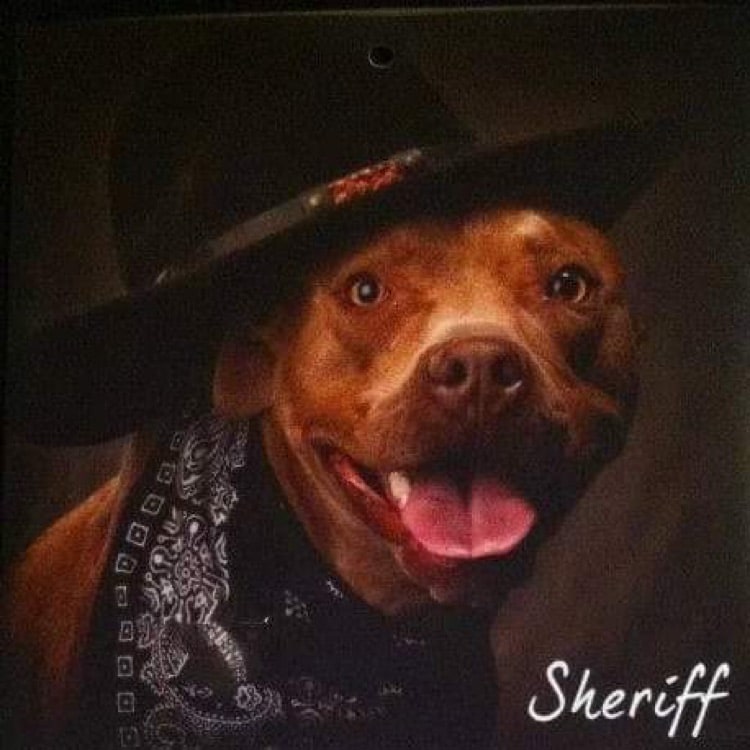 Sheriff's Moving, Abq in Albuquerque, NM