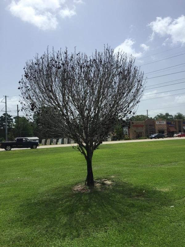 G & R Pressure Washing & Lawn Care LLC in Ponchatoula, LA