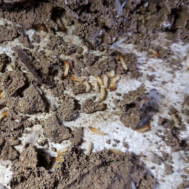 Best Pest Solutions Llc in Belton, MO