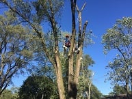 The Tree Bee Arborists, Llc in Portage, IN