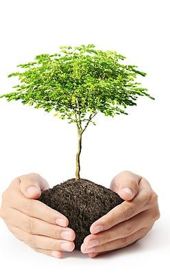 Heartwood Tree Care in Caldwell, ID