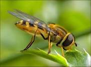 US Pro Kil Pest Control Inc in Flowery Branch, GA