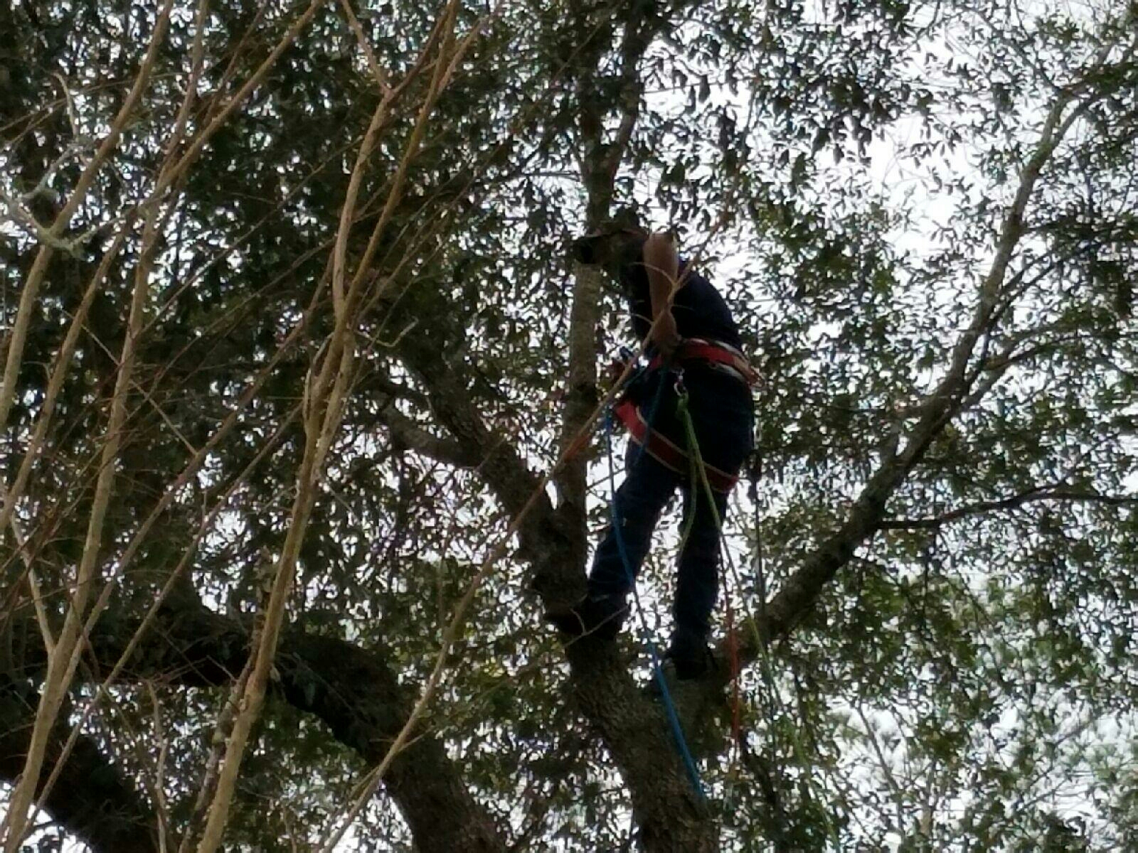 Howell'S Tree Service in Gainesville, FL
