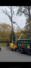 B&F Tree Removal Experts, LLC in Danbury, CT