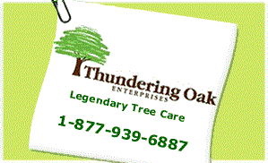 Thundering Oak Enterprises Inc in Auburn, WA