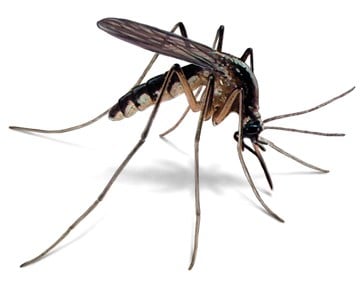 D & T Pest Control Inc in Bellingham, MA