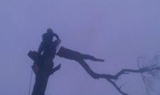 Sky Guy Tree Service in Reed City, MI