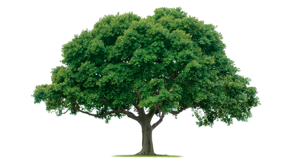 Precision Tree Svc in Ronkonkoma, NY