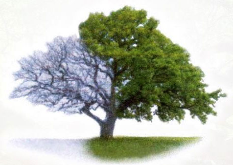 Affordable Tree Service in Beaufort, SC
