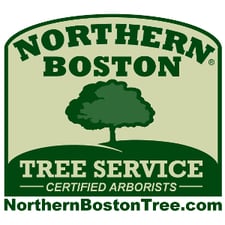 Northern Boston Tree Service in Arlington, MA