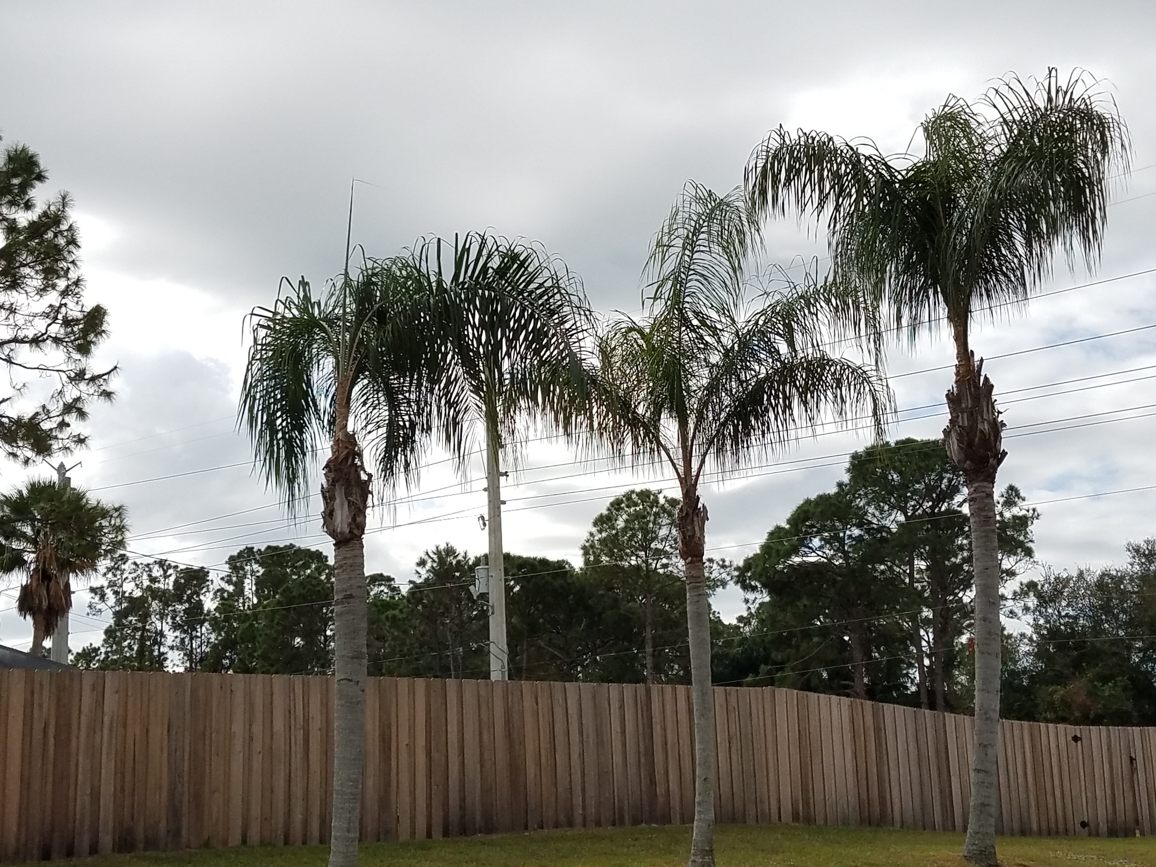 John's Tree Service in Palm Bay, FL