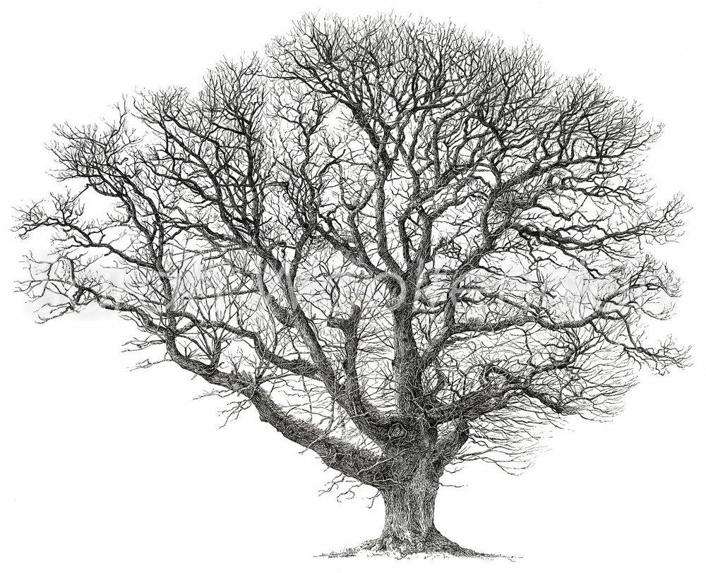 Live Oak General Builder inc in Oakland, CA