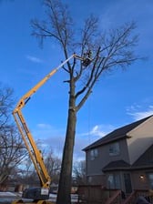 J&M Tree Service in Jerome, MI