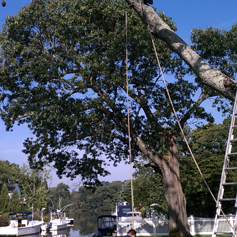 Woodland Arborcare Inc. in Selden, NY