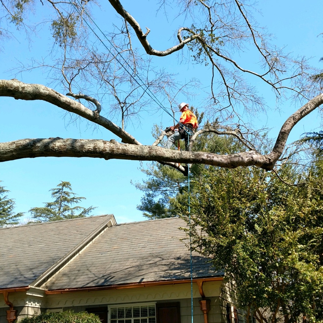 AnJ Tree Service in Taylors, SC