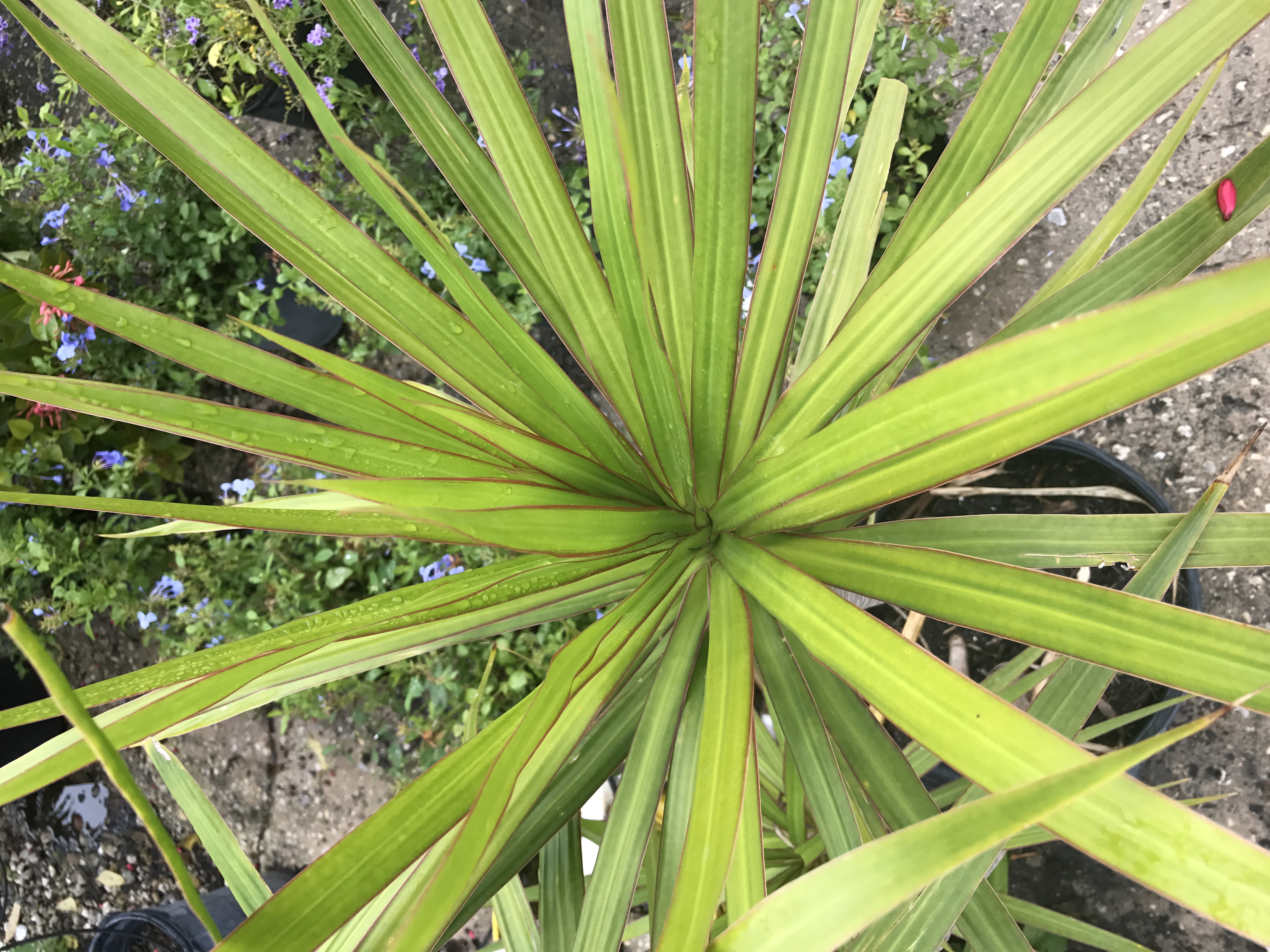 Craig's Perfect Turf Landscaping, Inc. in Port Charlotte, FL