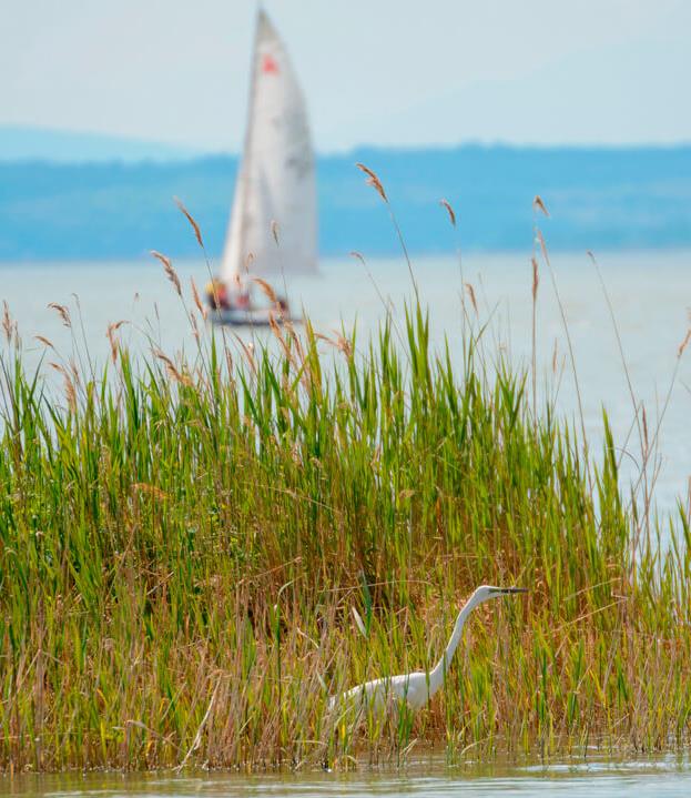 Michael Degnan - Realtor in Brewster, MA