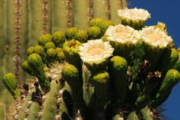 Michelle Kern - Broker/Owner in Fountain Hills, AZ